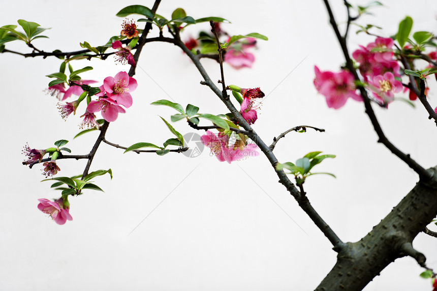 红色马鲁斯光谱花朵植物群叶子花瓣生长树干海棠图片