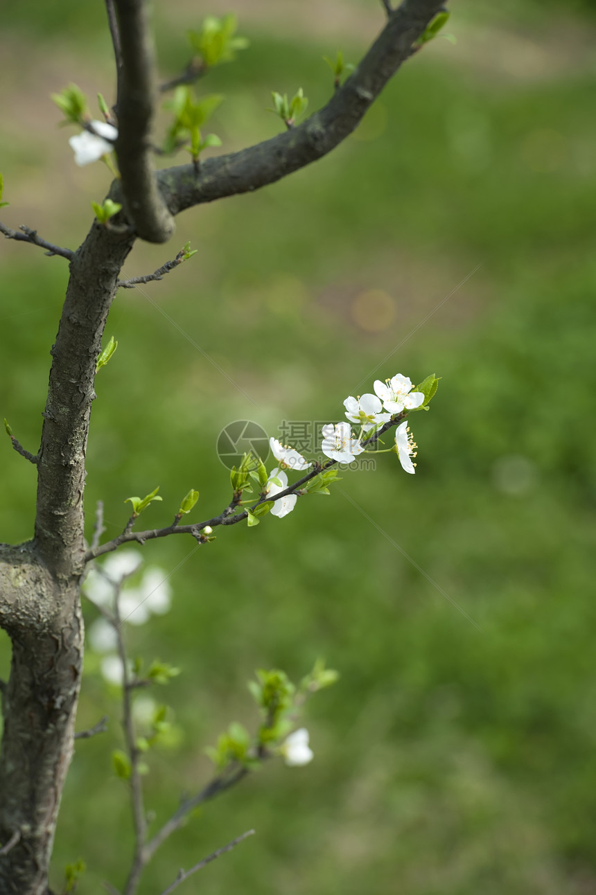 春天 白梅花在花园中开花树干绿色叶子生长白色花瓣植物群图片