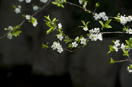 春天 白梅花在花园中开花树干白色生长叶子花瓣植物群背景图片
