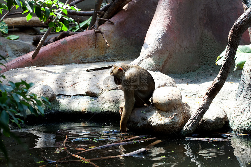 猴子坐在水边荒野财富动物园卷尾灵长类热带国家雨林少年公园图片