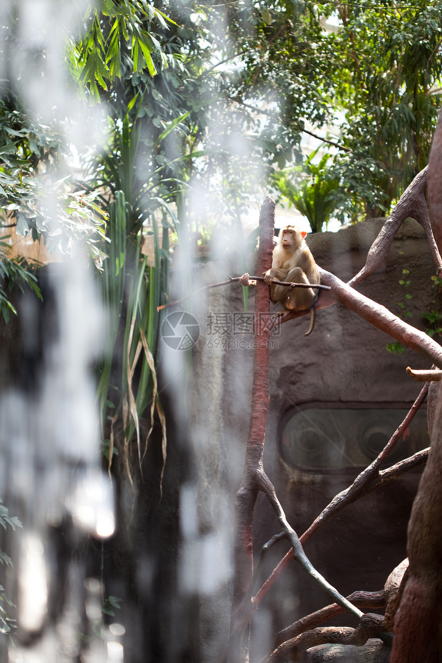 猴子坐在水边绿色卷尾国家雨林热带少年动物园猩猩财富荒野图片