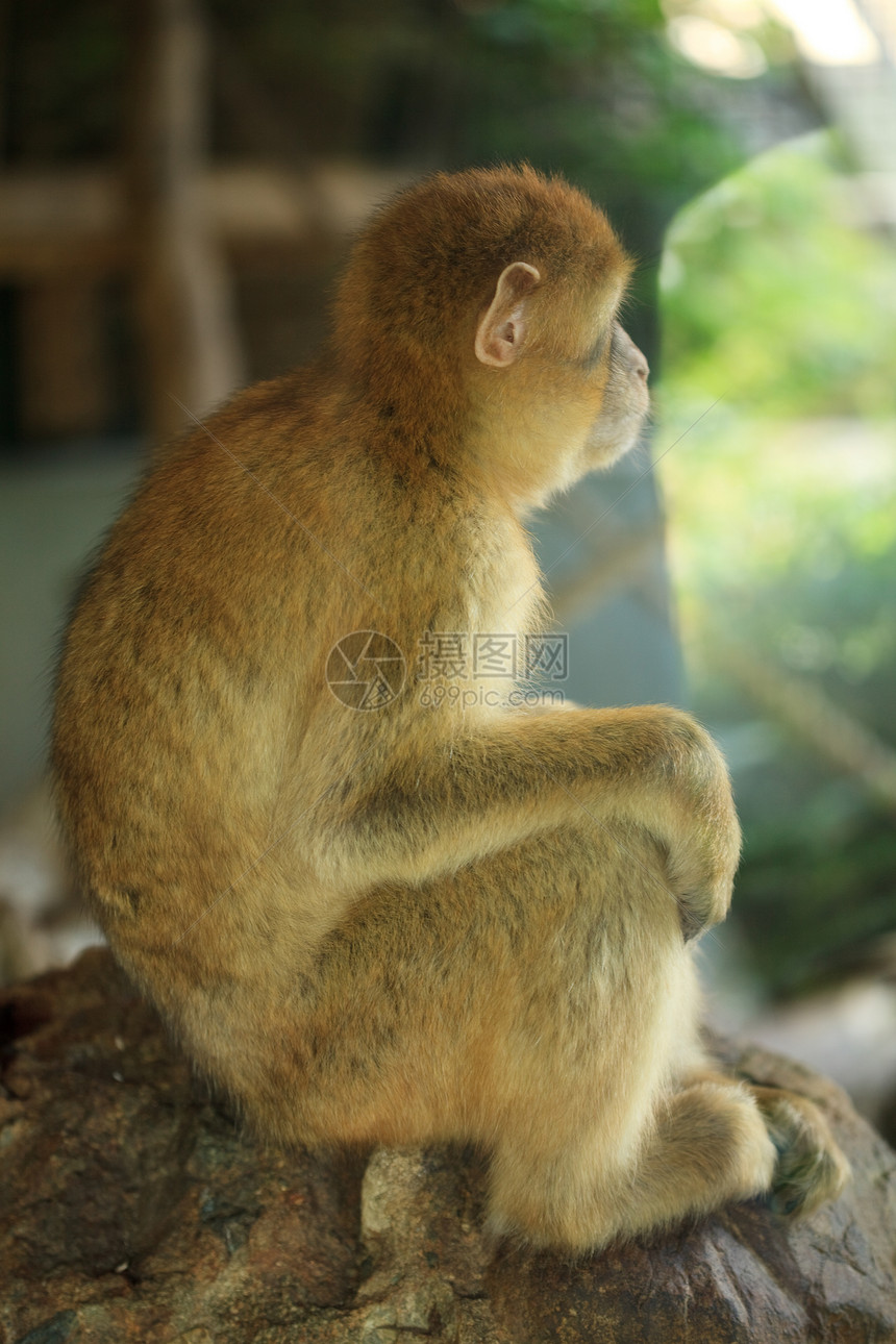 栖息的猴子热带动物国家财富少年卷尾绿色动物园猩猩雨林图片