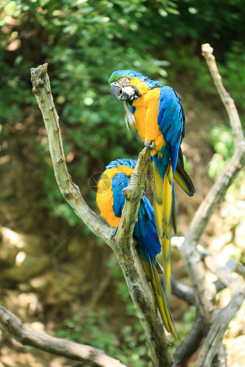 坐在树枝上的金刚鹦鹉异国鹦鹉宠物蓝色雨林热带羽毛外套正方形动物图片