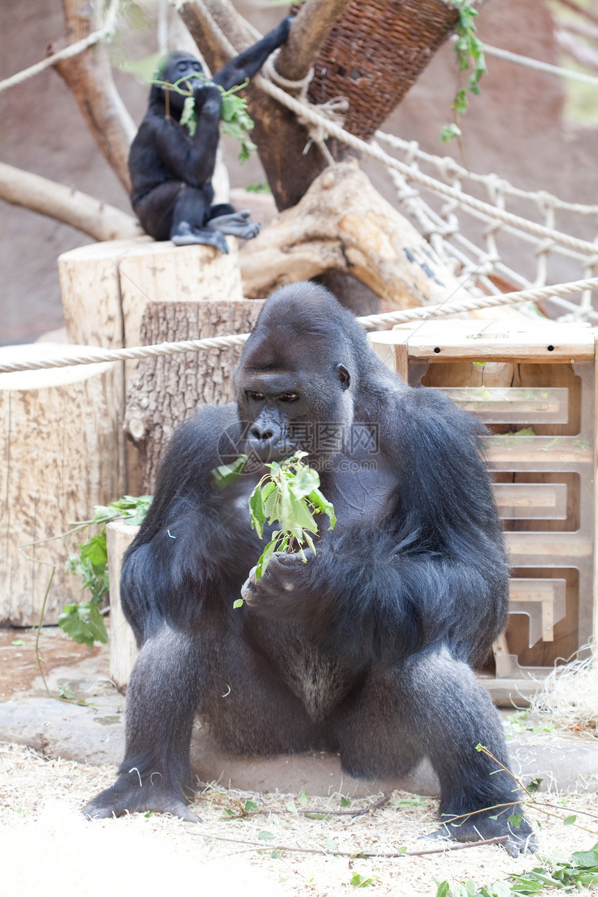 甲状腺中的大猩猩家庭动物园恶作剧荒野自由男性相机哺乳动物生物灵长类图片