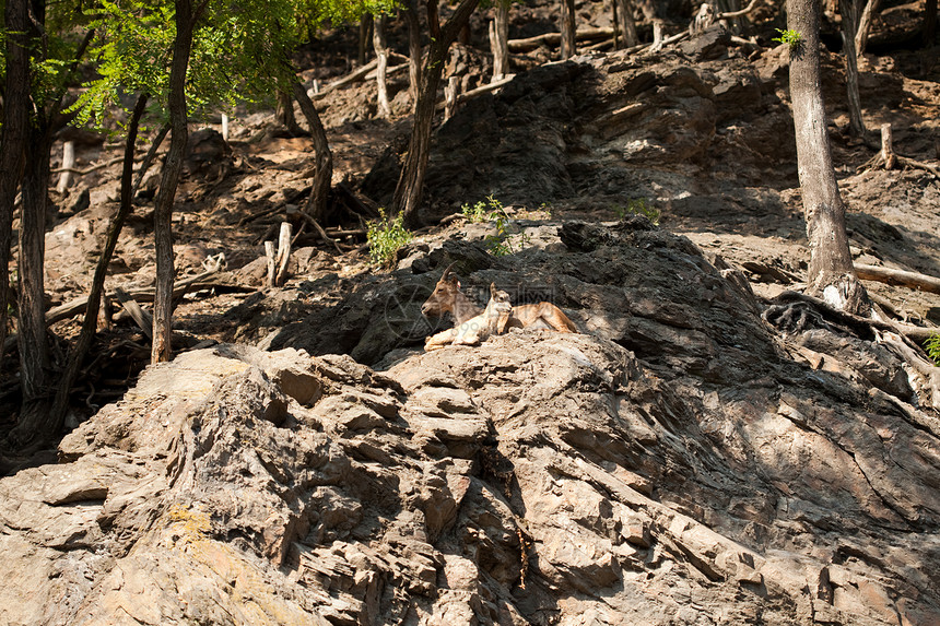 伊部天空男性树木避难所哺乳动物好奇心悬崖动物群野生动物荒野图片