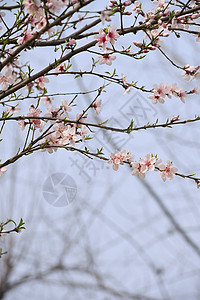 粉红桃花花树干生长花瓣叶子天空粉色植物群背景图片