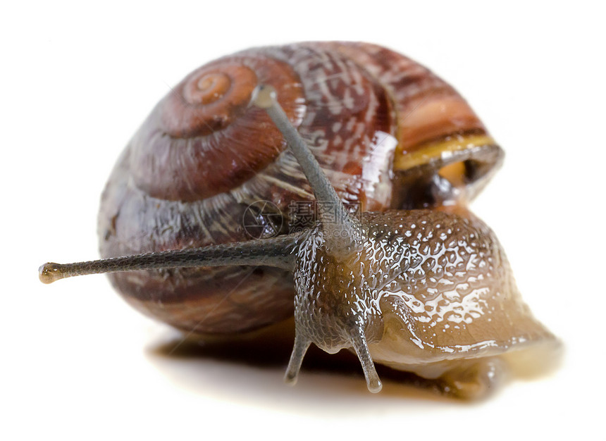 Snail 特写 宏观食物田螺害虫好奇心触手小鱼生物运动园艺花园图片