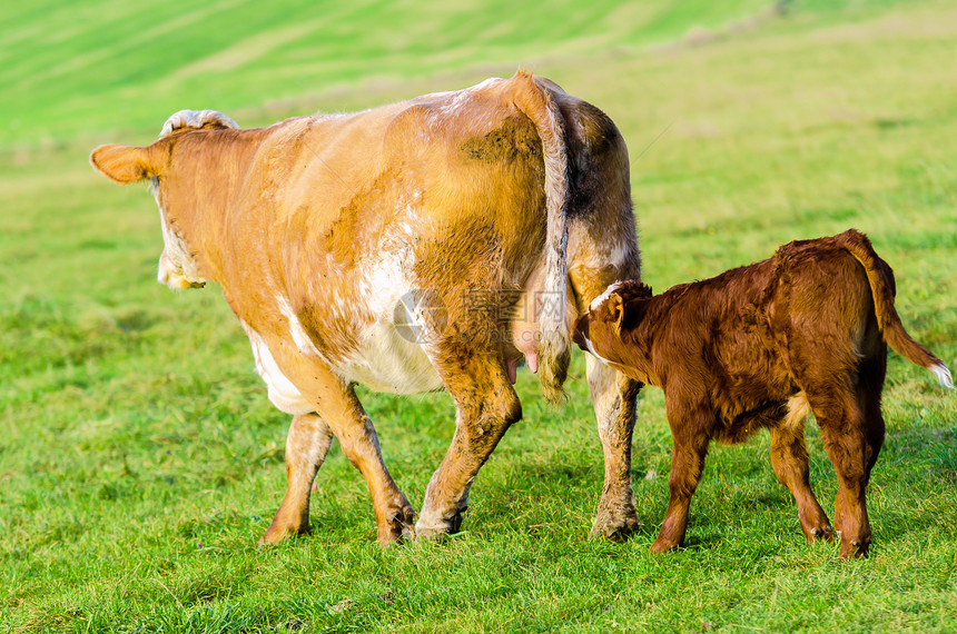母牛和小牛草原家畜牛肉哺乳动物农田农场动物草地图片