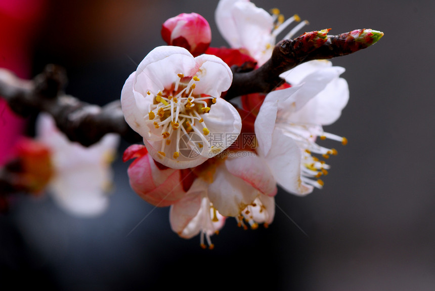 杏花花植物花瓣白花图片