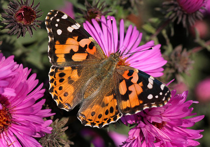涂漆的女蝴蝶小姐彩绘昆虫翅膀动物宏观黑色紫色菊花动物群背景图片
