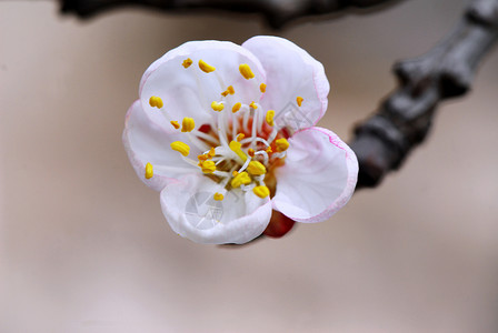 杏花花花瓣植物白花背景图片