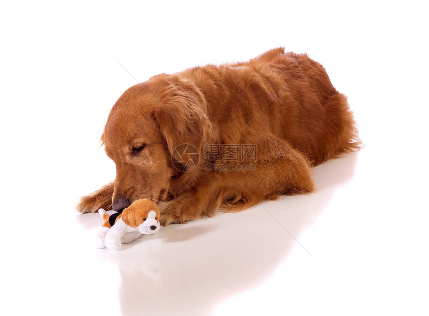 金金检索器白色犬类说谎长发地面动物棕色玩具哺乳动物宠物图片