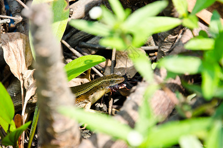 Eutropis 多种fasciata背景图片