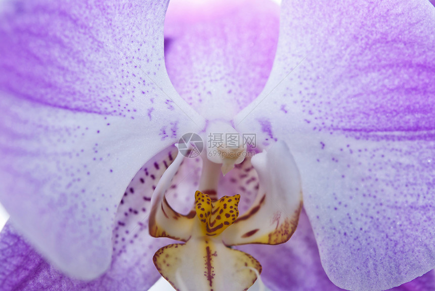 粉红兰花紫色花瓣宏观风格花园粉色异国植物群热带植物学图片