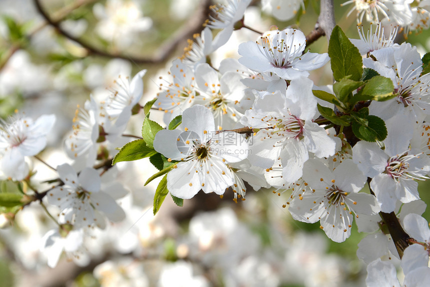 春初 白昼的樱桃树开花花粉季节场景天空植物植物群花瓣叶子绿色花园图片