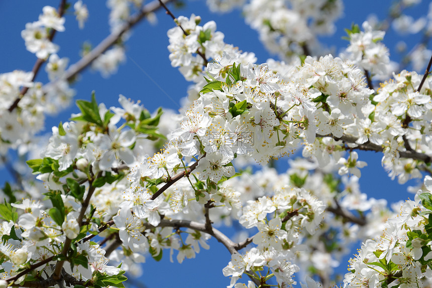 春春初 日光明露的樱桃树图片