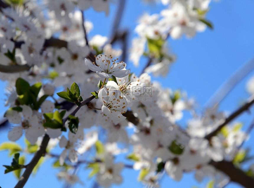春初 白昼的樱桃树开花宏观天空绿色蓝色花瓣白色花园花粉场景植物群图片