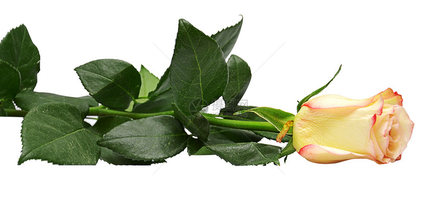 白的玫瑰与白的玫瑰隔绝魅力卡片褶皱美丽周年花瓣感情纪念日花束玫瑰图片