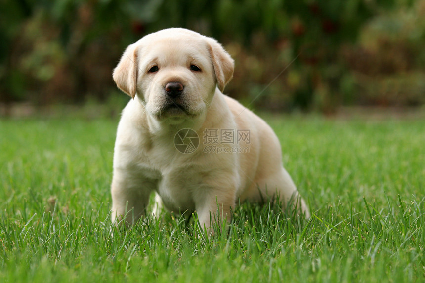 草地里的拉布拉多小狗森林黄色太阳孩子幸福黑色喜悦公园宠物朋友图片