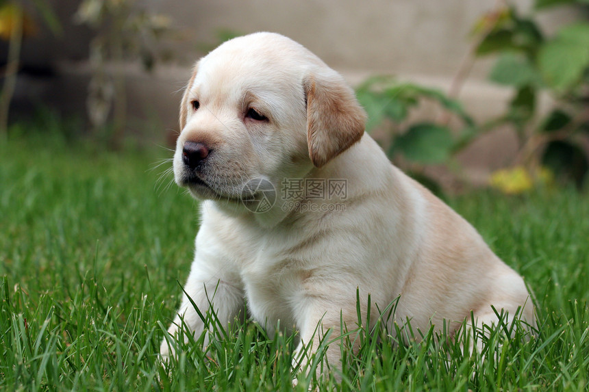 拉布拉多小狗 坐在草地上图片