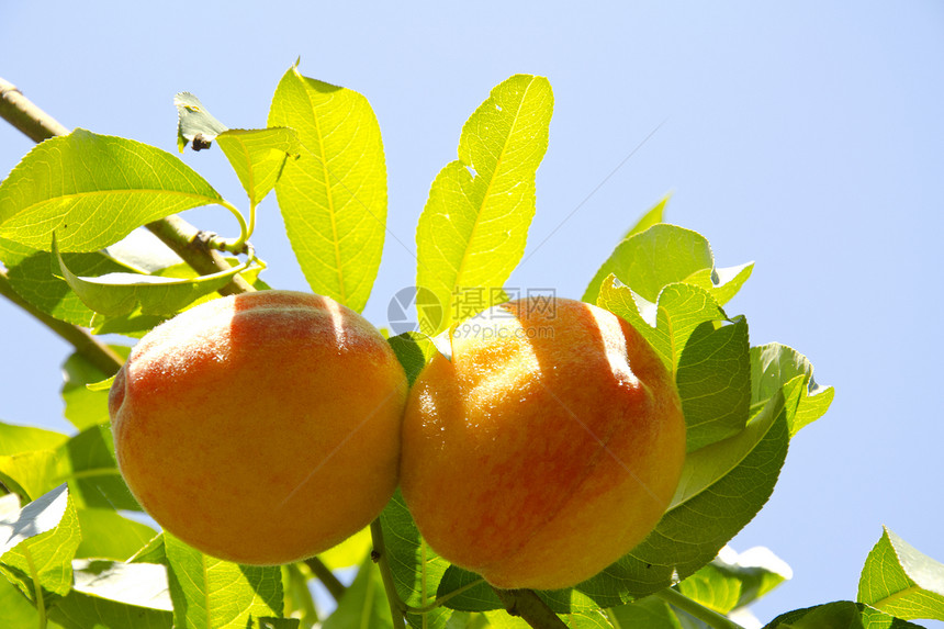 树上有新鲜的桃子叶子生长收成生产农场食物水果橙子营养维生素图片