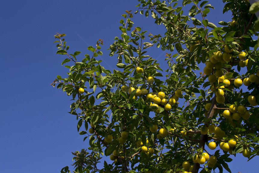 树上有橄榄绿色植物分支机构叶子饮食树枝橄榄枝食物饰物图片