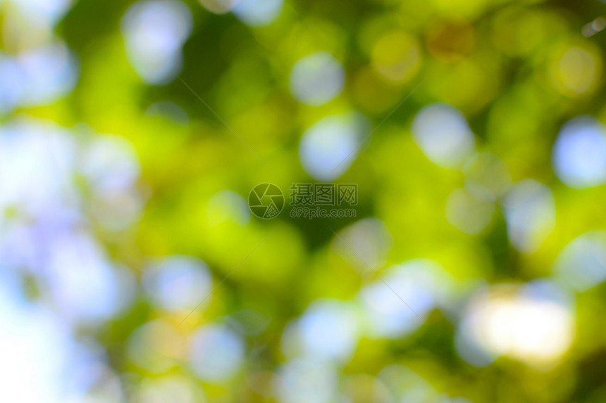 天然绿色模糊圆圈日光背景白色生态树木季节镜片圆形森林图片