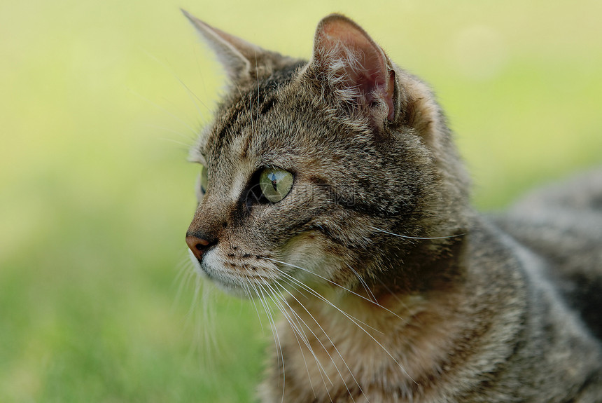 选项卡猫猫科动物宠物动物虎斑女性图片