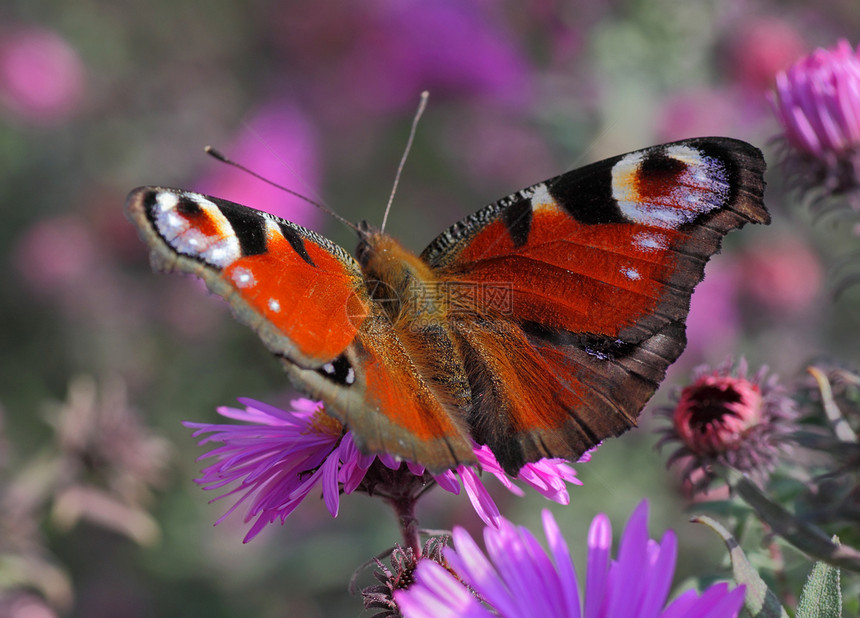 蝴蝶 翅膀张开孔雀蓝色花园植物群黑色荒野动物群紫色宏观动物图片