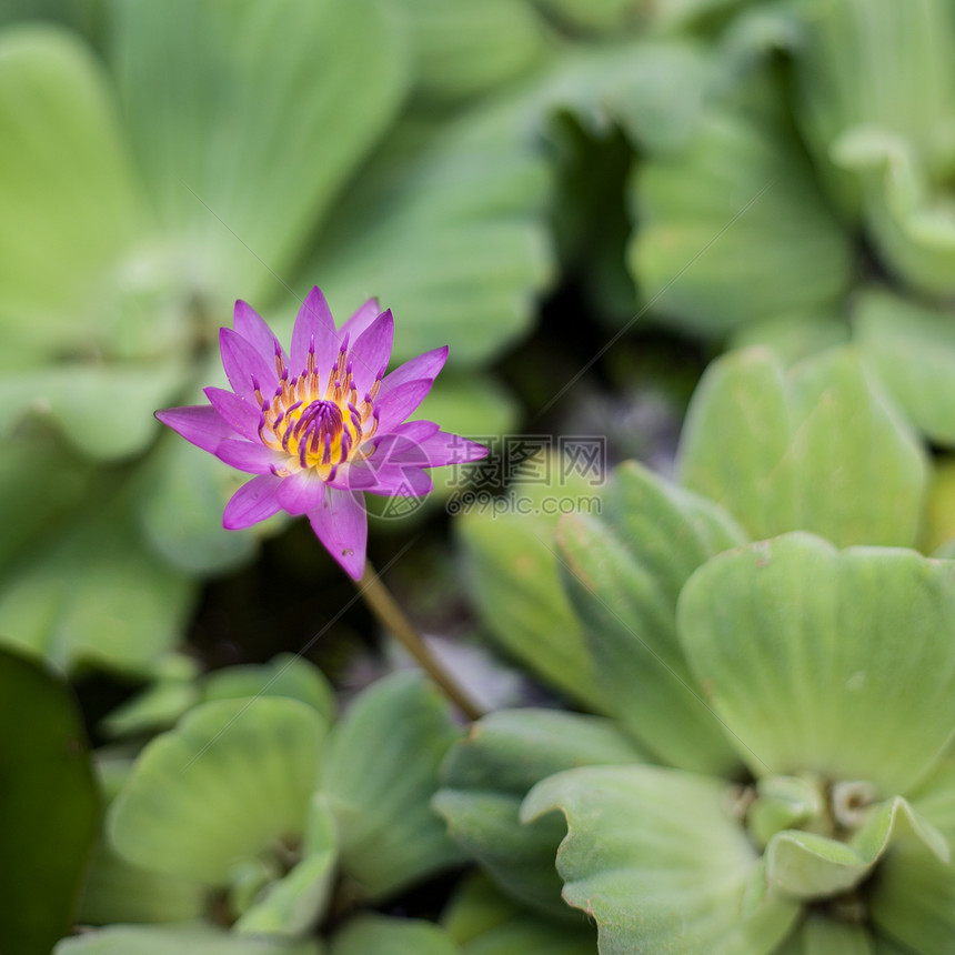 粉色莲花植物树叶天空温泉公园卡片热带蓝色季节池塘图片