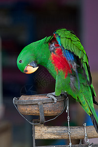 绿电极鹦鹉动物宠物红色白色栖息绿色高清图片