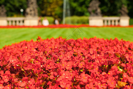红花地红花在公园绿草的本地上红色框架夫妻绿色订婚宏观摄影叶子花瓣美丽背景