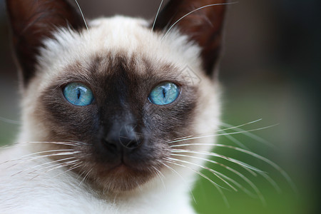 猫头动物蓝眼睛绿色连体背景图片