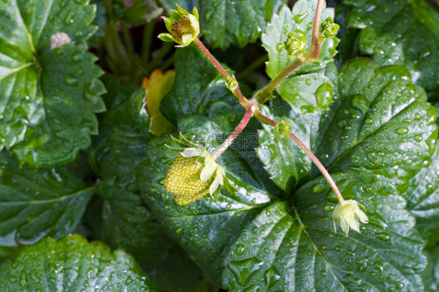 绿草莓植物水果叶子植被生长绿色图片