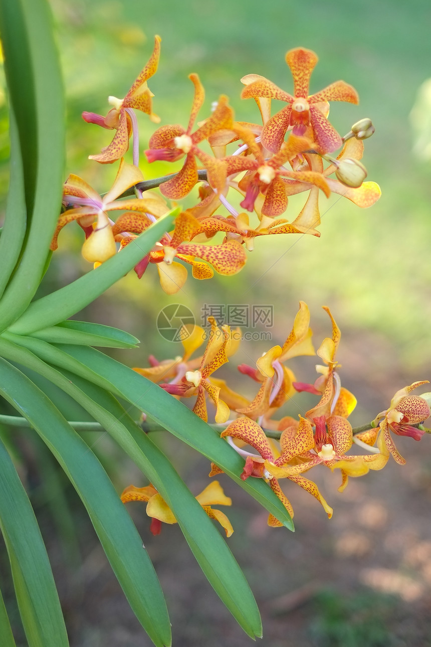 泰国兰花植物群风格环境热带花园芳香花束农村紫色装饰图片