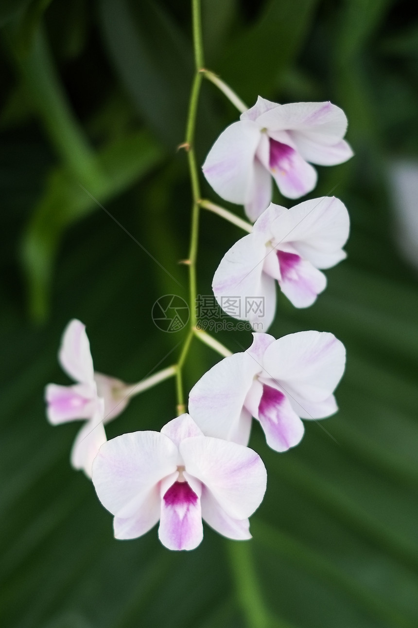 泰国兰花植物芳香农村环境叶子热带装饰花园花束植物群图片