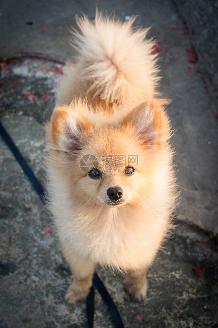 波波拉尼狗白色尾巴犬类毛皮玩具小狗图片
