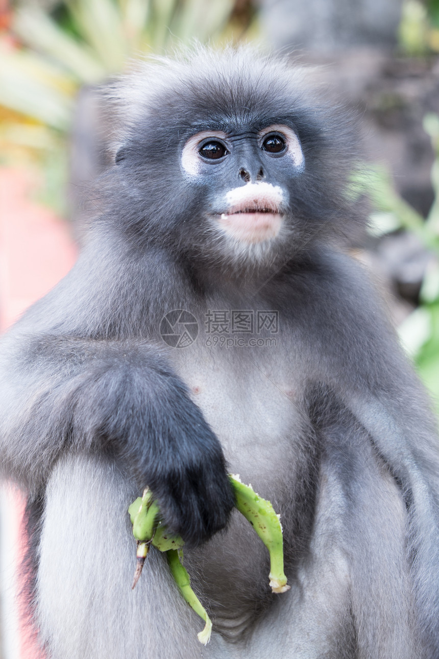 杜斯基叶猴头发沉思灵长类叶子荒野思维橙子野生动物眼睛动物图片