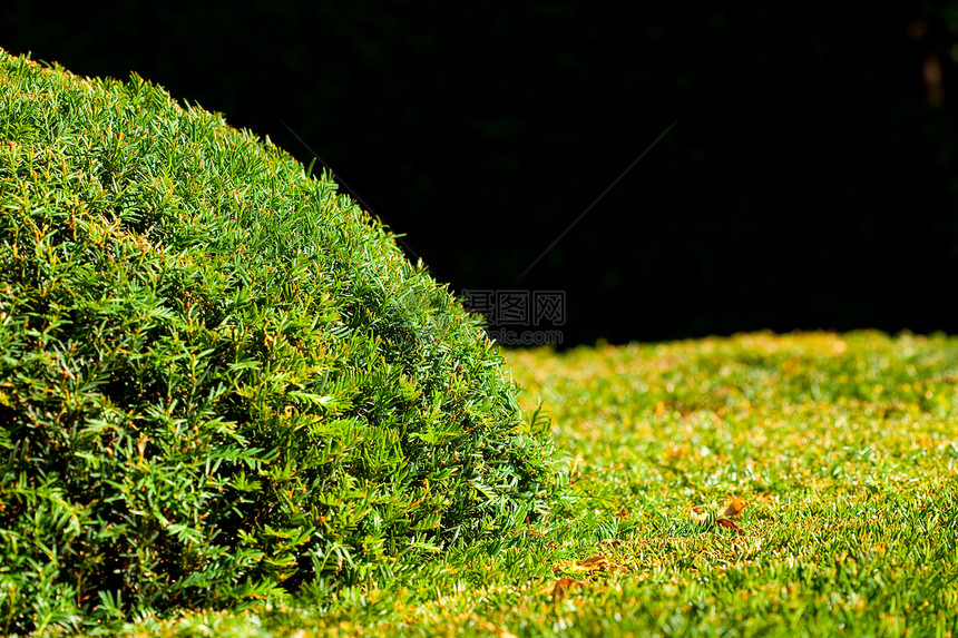 圆形灌木的背景藤蔓气候树木海葵阳光旅行叶子车道环境场景图片