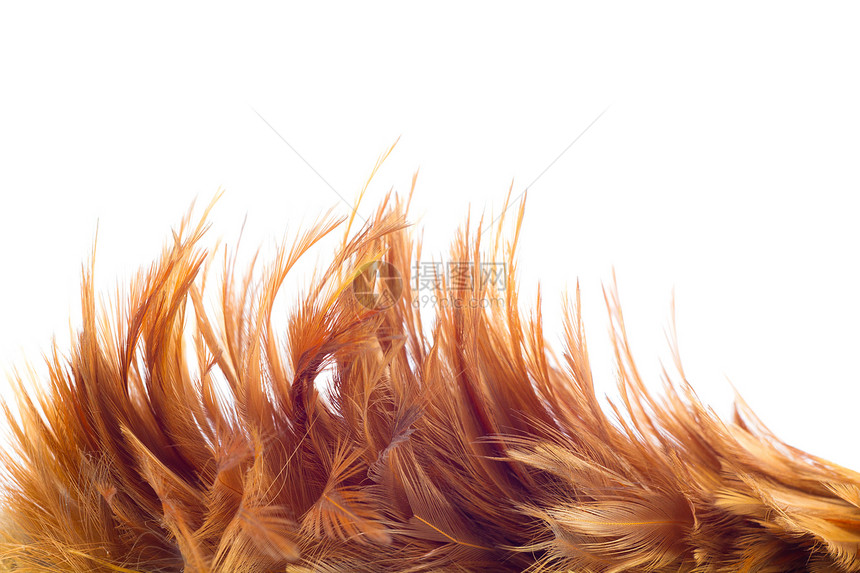 鸡羽温暖棕色羽毛翅膀黄色作品绒毛艺术橙子外套图片