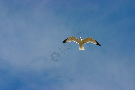 孤海鸥背景图片