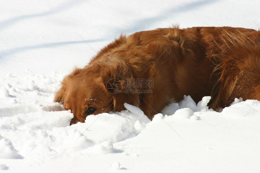 雪中狗狗犬类白色乐趣季节图片