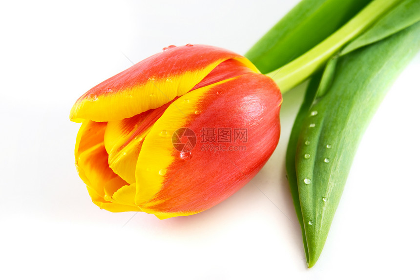 白色上孤立的红色郁金香快乐美丽绿色植物图片