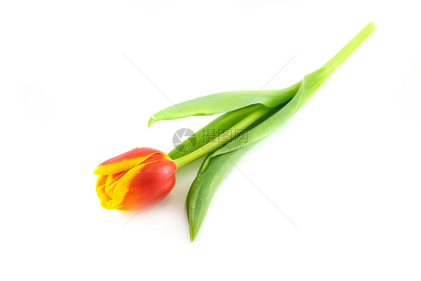 白色上孤立的红色郁金香植物绿色快乐美丽图片