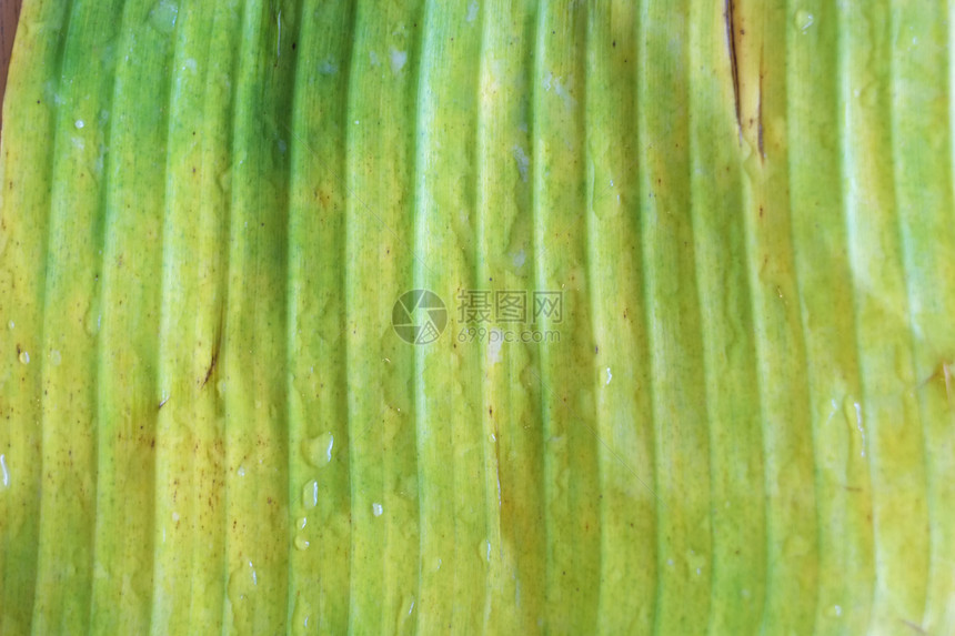 香蕉叶环境装饰棕色材料叶子白色生活香蕉热带生长图片