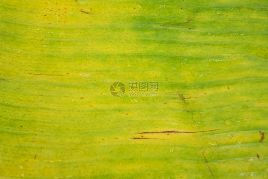 香蕉叶黄色白色植物环境植物群风格棕色材料装饰生长图片