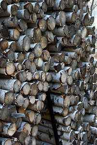 山地火林植物柴堆戒指日志树木树干硬木木材森林圆圈背景图片