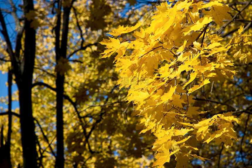 黄叶对准蓝天植物草地阳光天气金子太阳草本植物蓝色森林场景图片