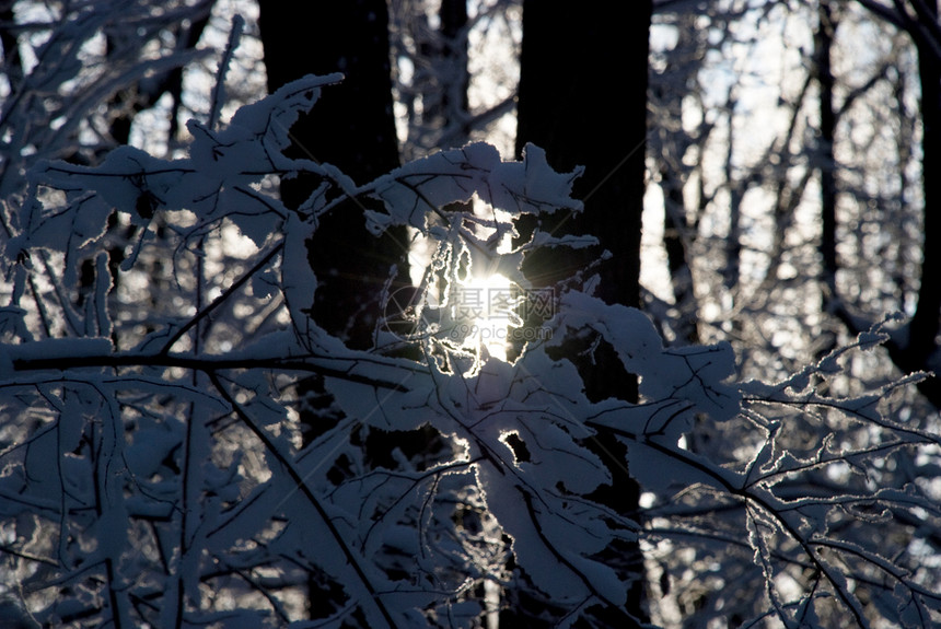 阳光在树林中图片