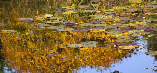 金色Lily Pads 水的反射Van Dusen花园温哥华背景图片